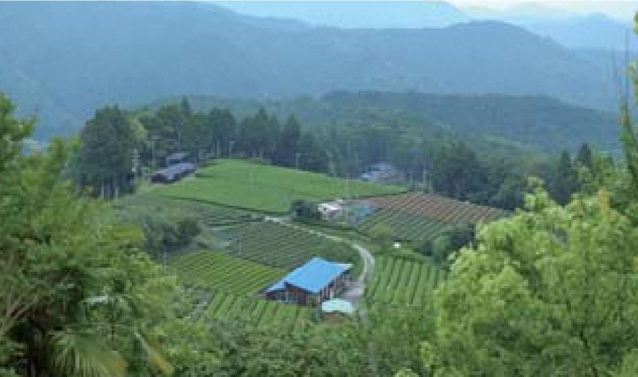 茶畑