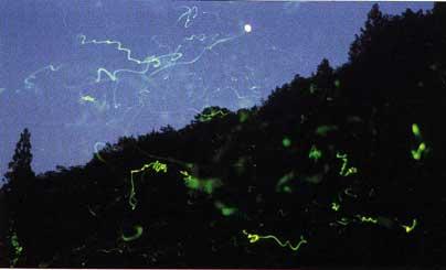 【写真】幻想的な光を放つゲンジボタル