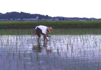 田んぼの補植の様子