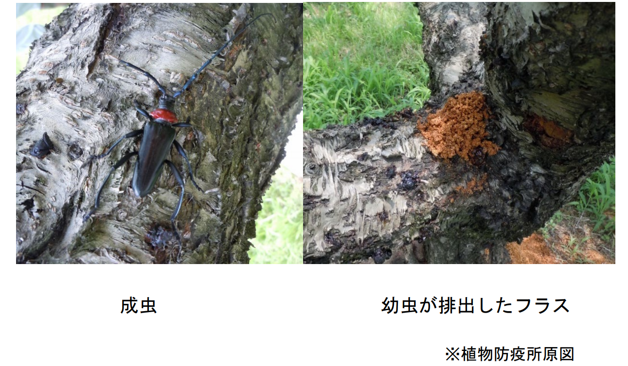 クビアカツヤカミキリ成虫とフラス(農水省)