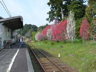線路を挟んだホームの向かいに咲き誇る白とピンクのハナモモの写真