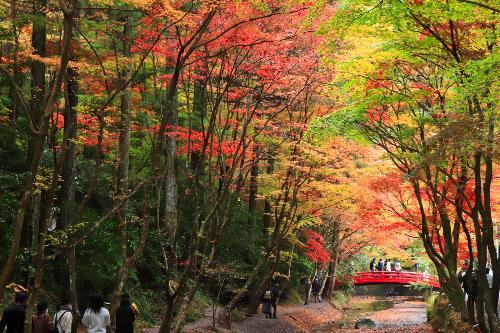 小國神社宮川の紅葉