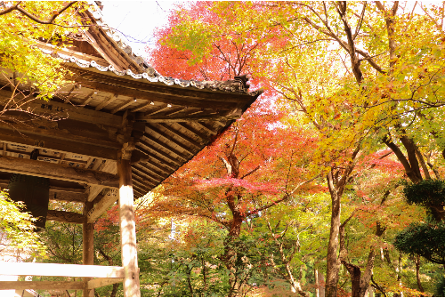 大洞院の紅葉