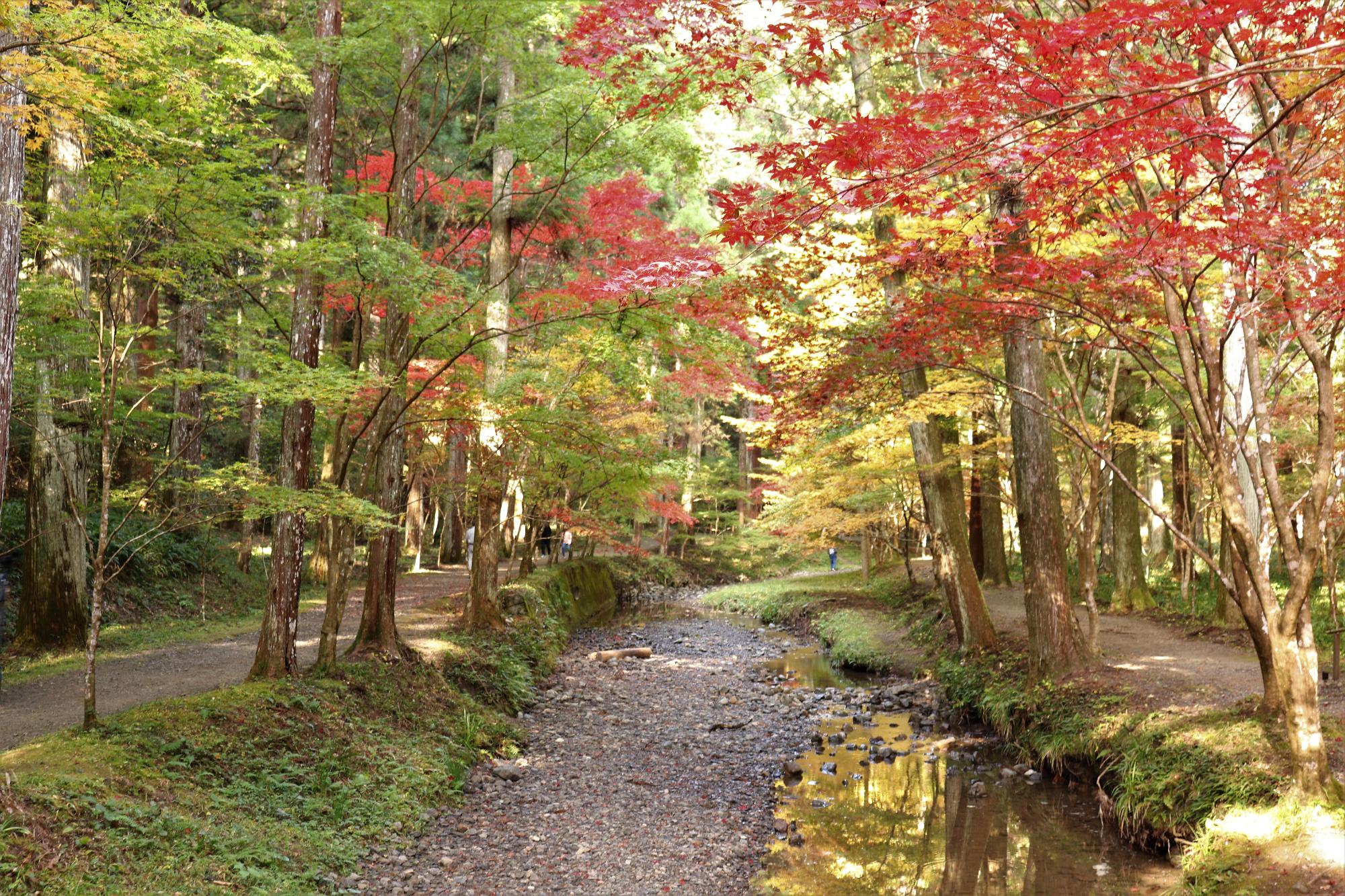 小國神社紅葉