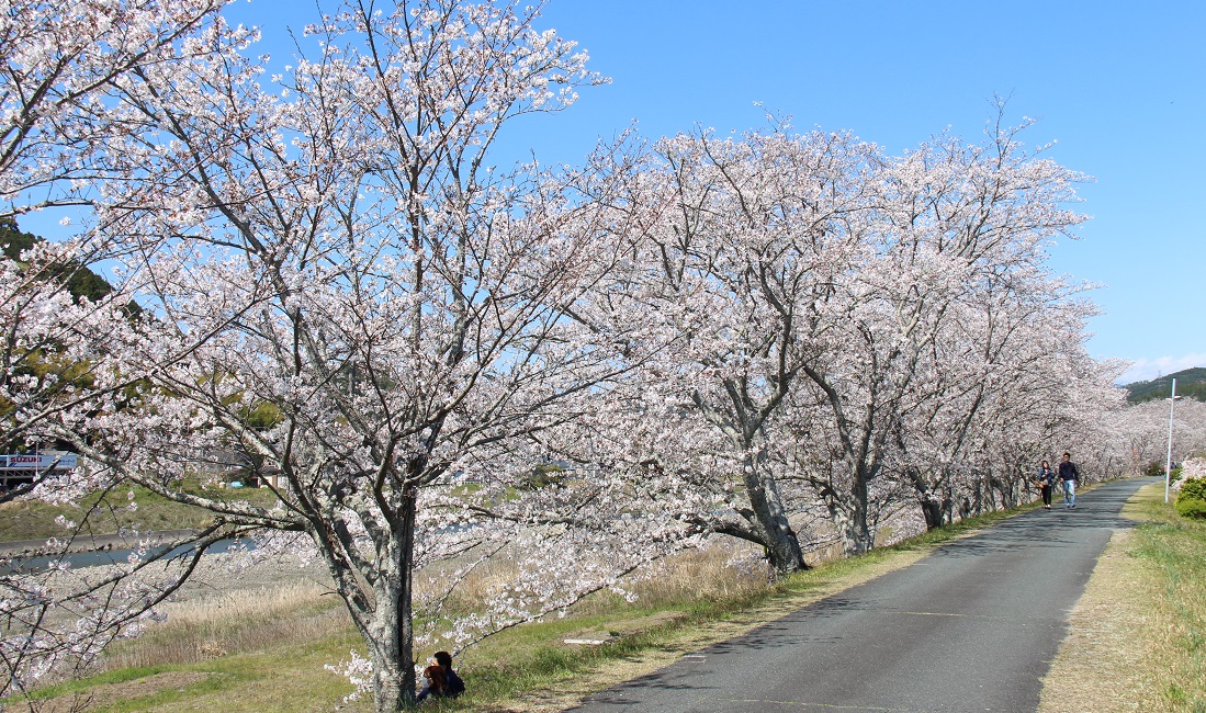 太田川桜堤