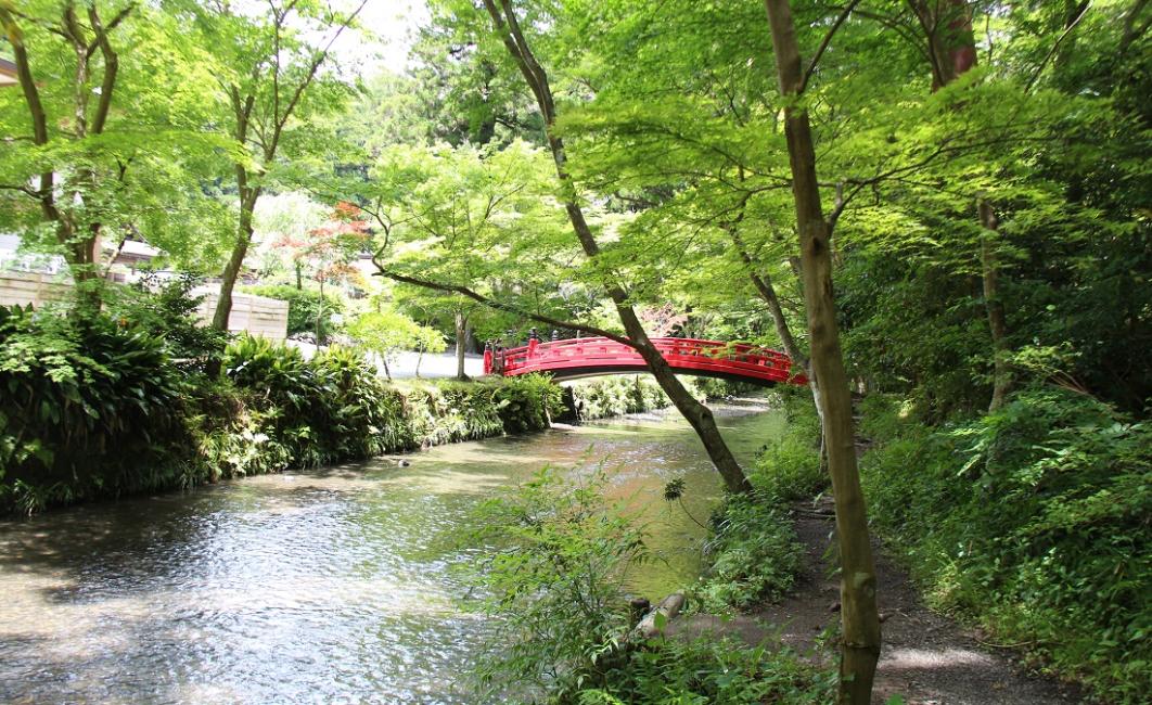 小国神社の青葉紅葉の写真