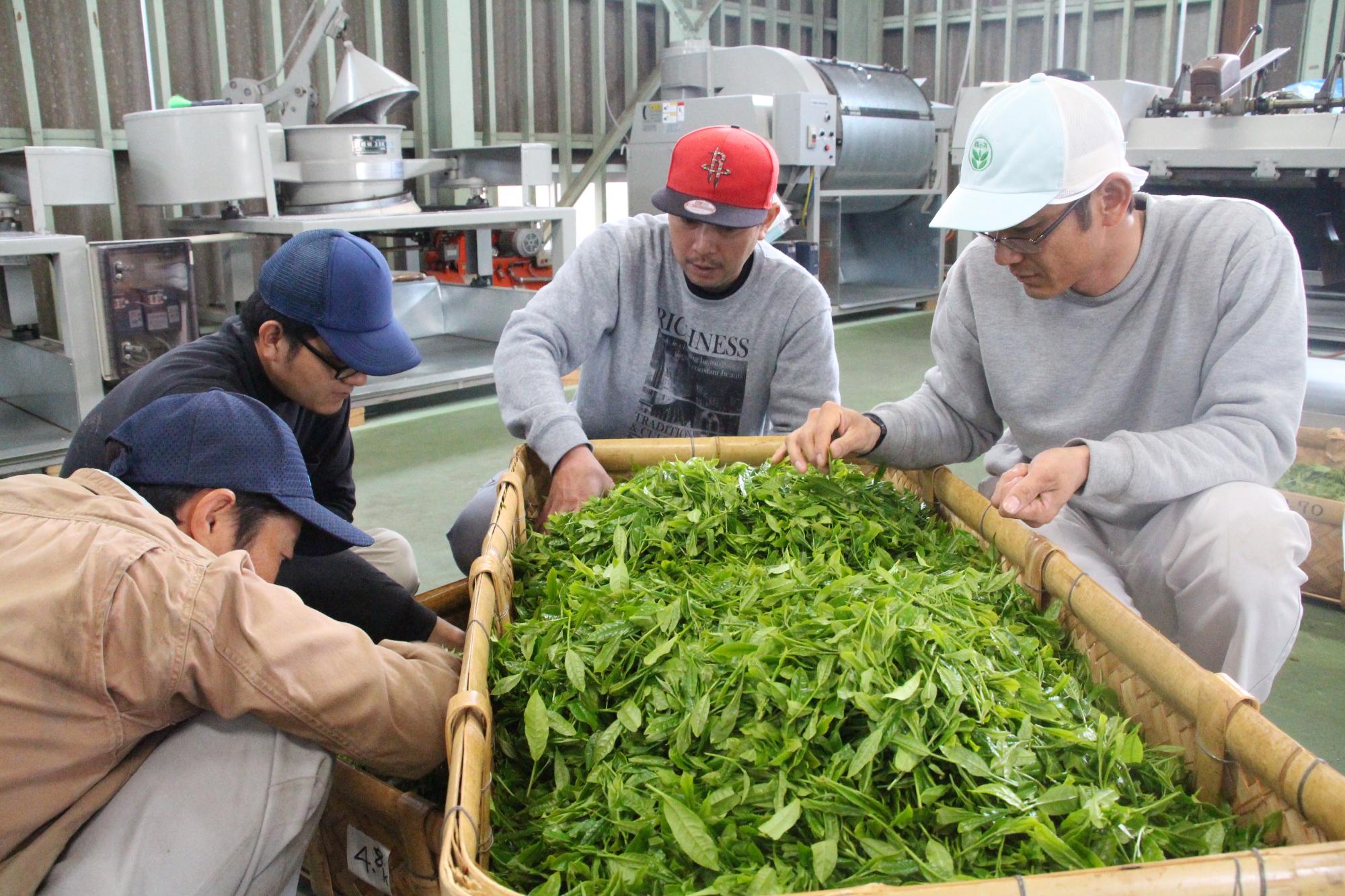 初摘み茶の荒茶加工