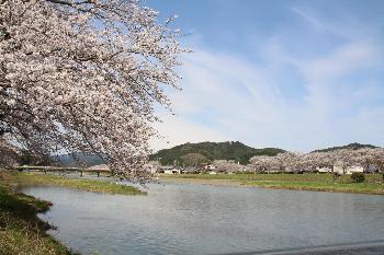 太田川桜堤