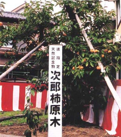 次郎柿原木の写真