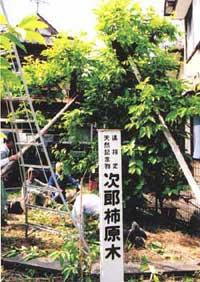 森町次郎柿原木の写真