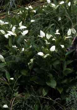 【写真】白い葉のついたハンゲショウ