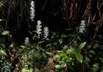 【写真】白い小花を穂状に咲かせたシライトソウ