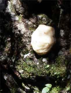 【写真】岩に張り付くモリアオガエルの白い卵塊