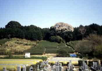 飯田古城のあった場所を撮った写真