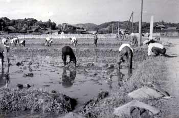 青年会が田植えをしている様子の写真