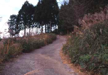 春埜山登山道の写真