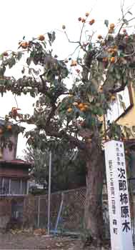 次郎柿原木の写真