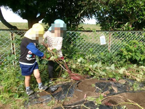 つるを引っ張る