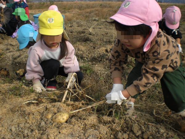 ジャガイモ出てきたよ