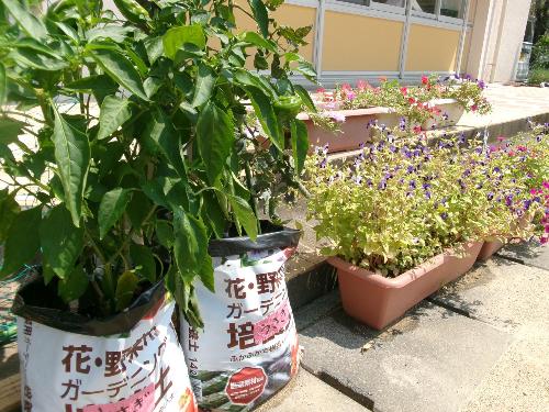 ピーマンと花