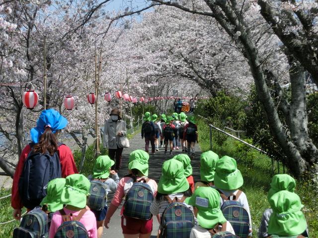 満開の桜のトンネルを進む園児たちや職員の後姿の写真