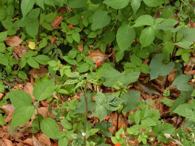 枯れ葉の積もるところに自生しているクサイチゴの実の写真