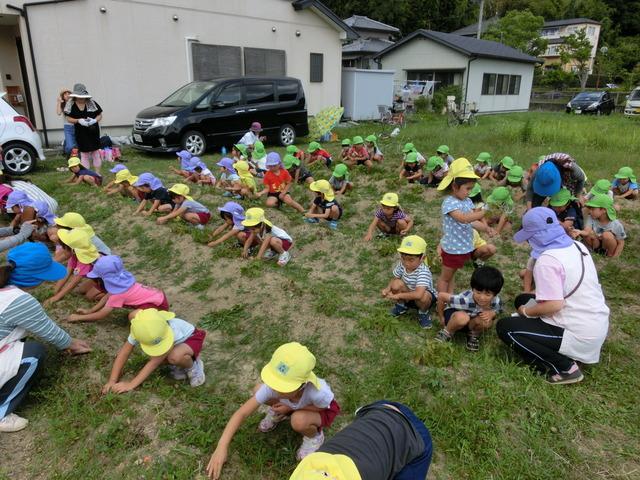 色とりどりの帽子をかぶった園児たちが、畑の畝に沿って並びジャガイモ堀りをしている写真