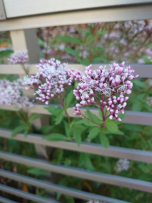 フジバカマアップ