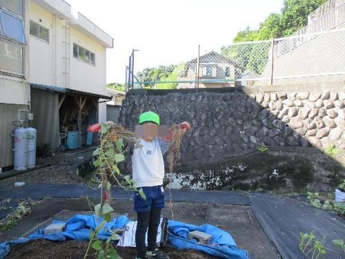 サツマイモ掘り