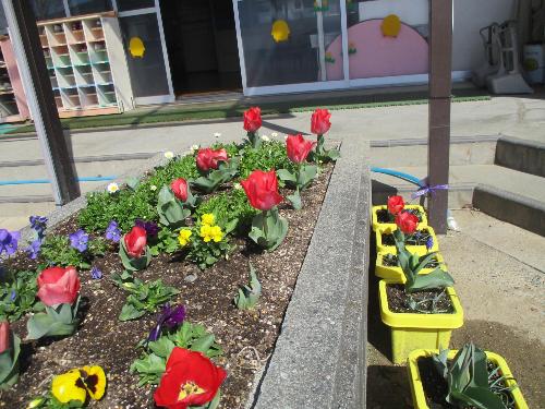 チュウリップ咲いた