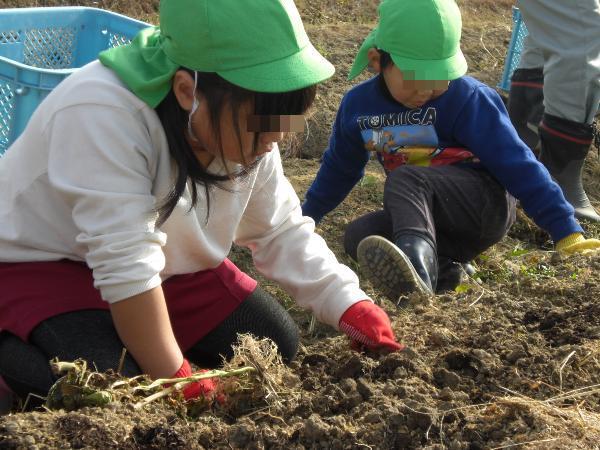 ジャガイモどこかな