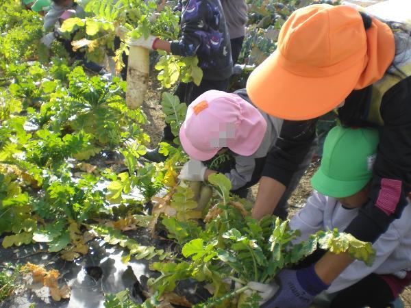 大きいよ。引っ張って