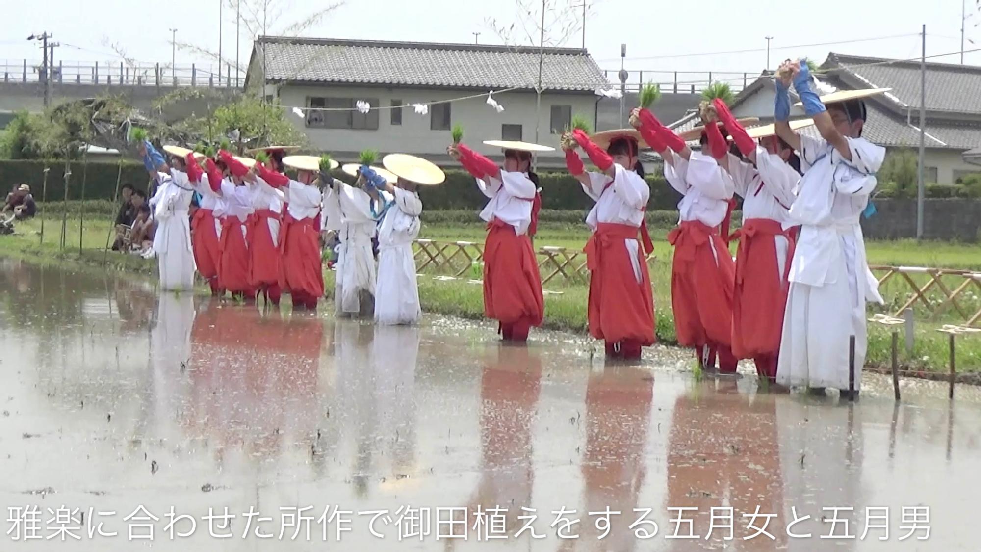 御田植祭の写真（Youtube「古式ゆかしく御田植祭」へのリンク