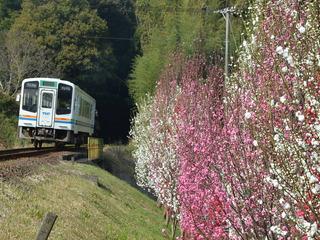 線路をゆく電車の横に咲き誇る白とピンクのハナモモの写真