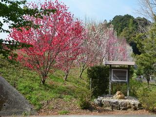 緑の斜面に並んで咲き誇る白とピンクのハナモモの写真