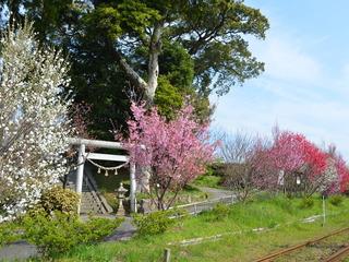 線路横の鳥居を挟んで向かって左に白、右にはピンクのハナモモが並んで咲いている写真