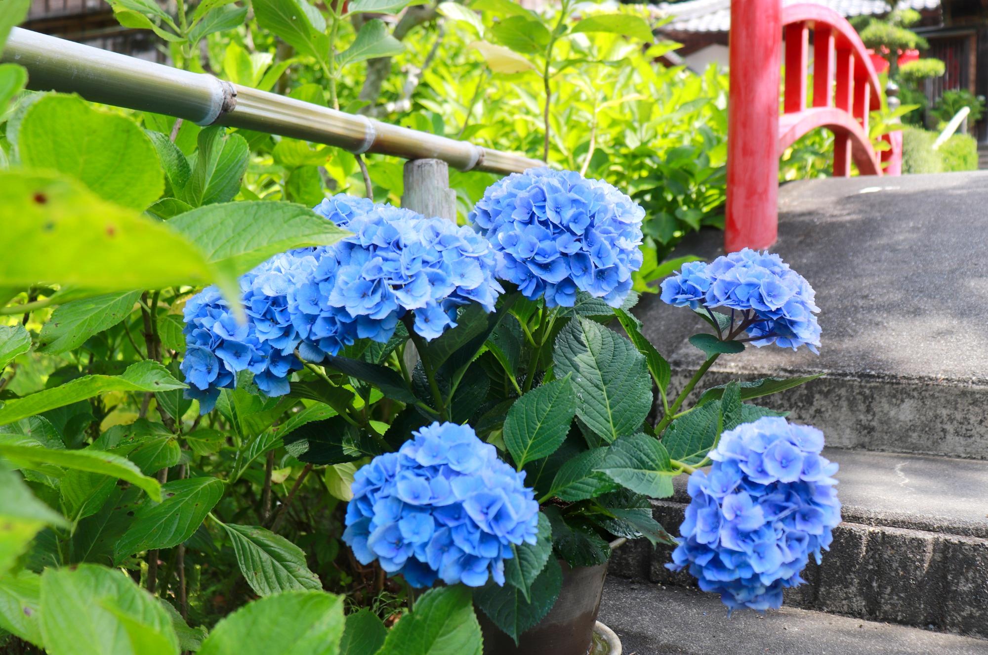 橋の前のあじさい