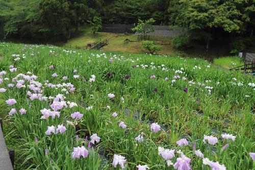 2026年5月21日花しょうぶ園01