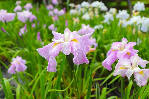 2026年5月21日花菖蒲園02
