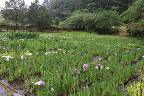 2026年5月21日花菖蒲園03