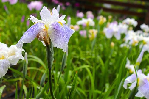 2026年5月21日花菖蒲園04