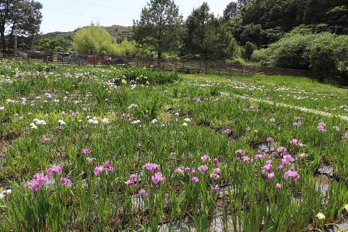 花しょうぶ2026年5月25日撮影分3枚目