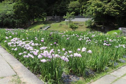 花菖蒲2026年5月25日撮影分4枚目