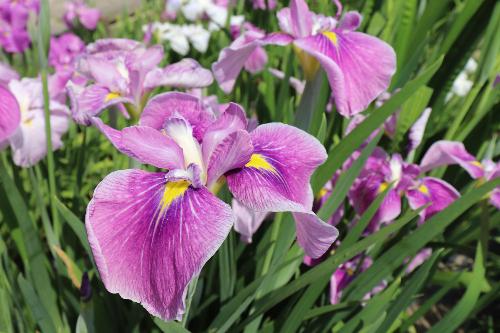 花菖蒲2026年5月25日撮影分2枚目