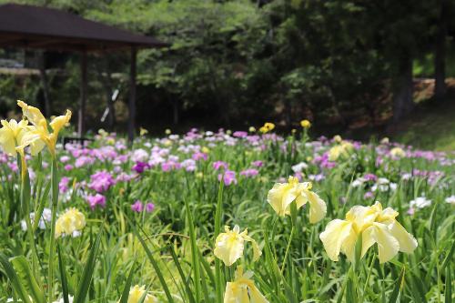 花菖蒲2026年5月25日撮影分1枚目