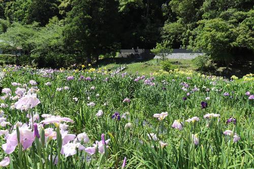 花菖蒲開花情報2026年5月29日時点