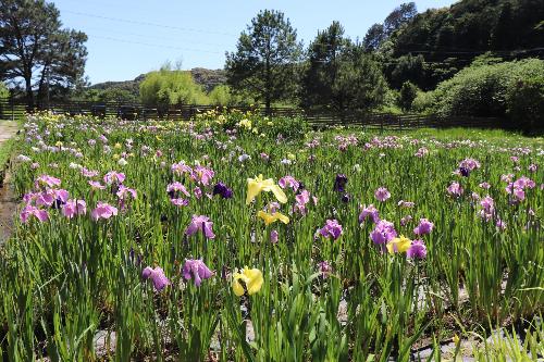 5月29日時点の花菖蒲開花情報2