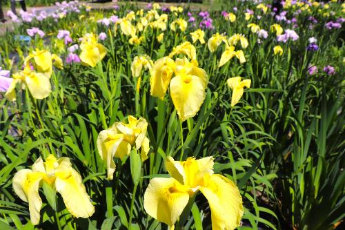 5月29日時点花菖蒲開花情報3