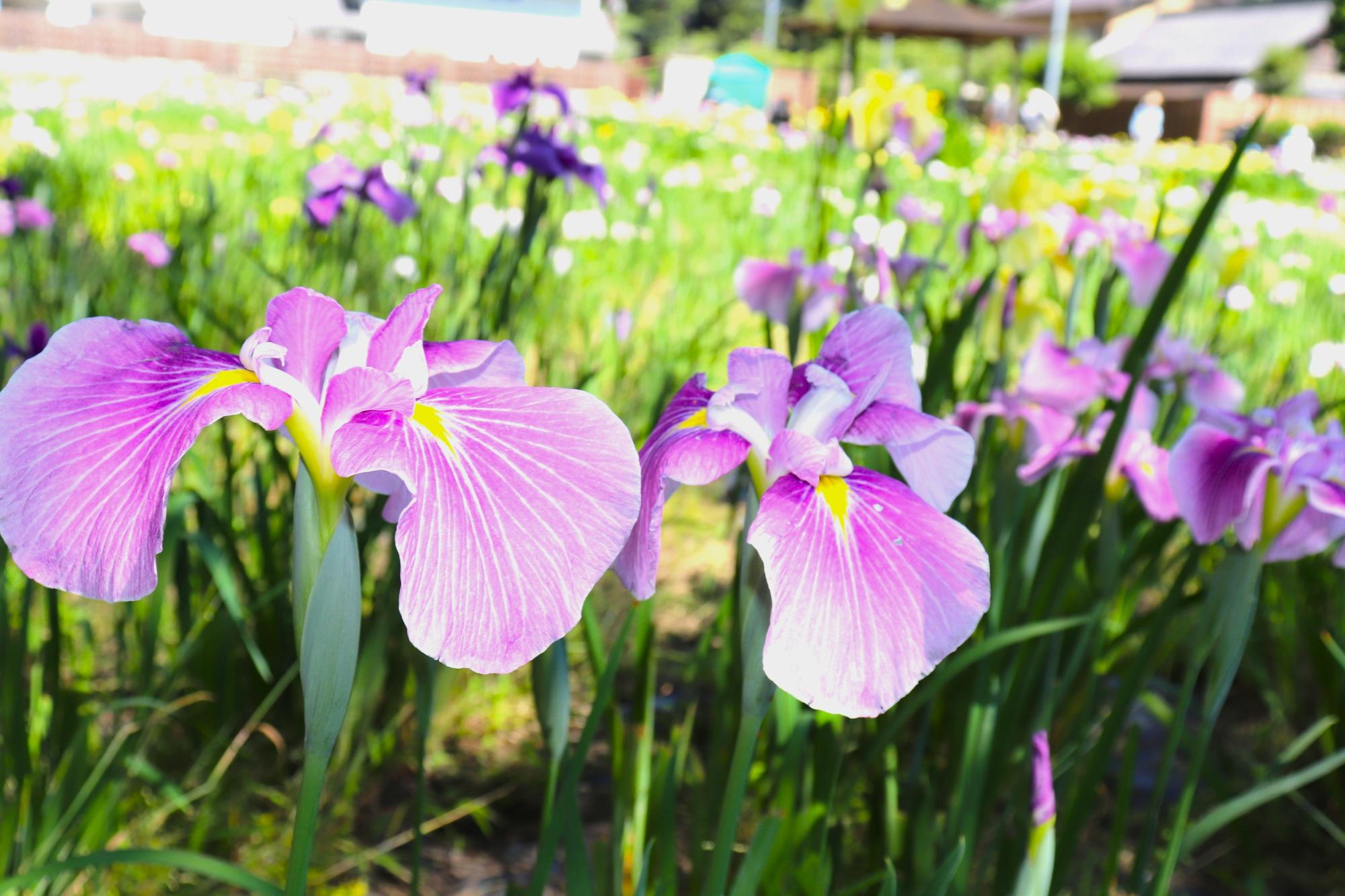 5月29日時点花菖蒲開花情報4