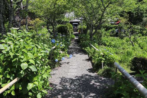 令和8年度6月5日あじさい開花状況1